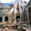 cambogia-angkor-wat-albero