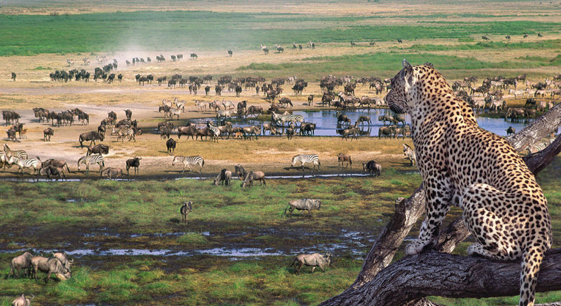 serengeti_wildlife